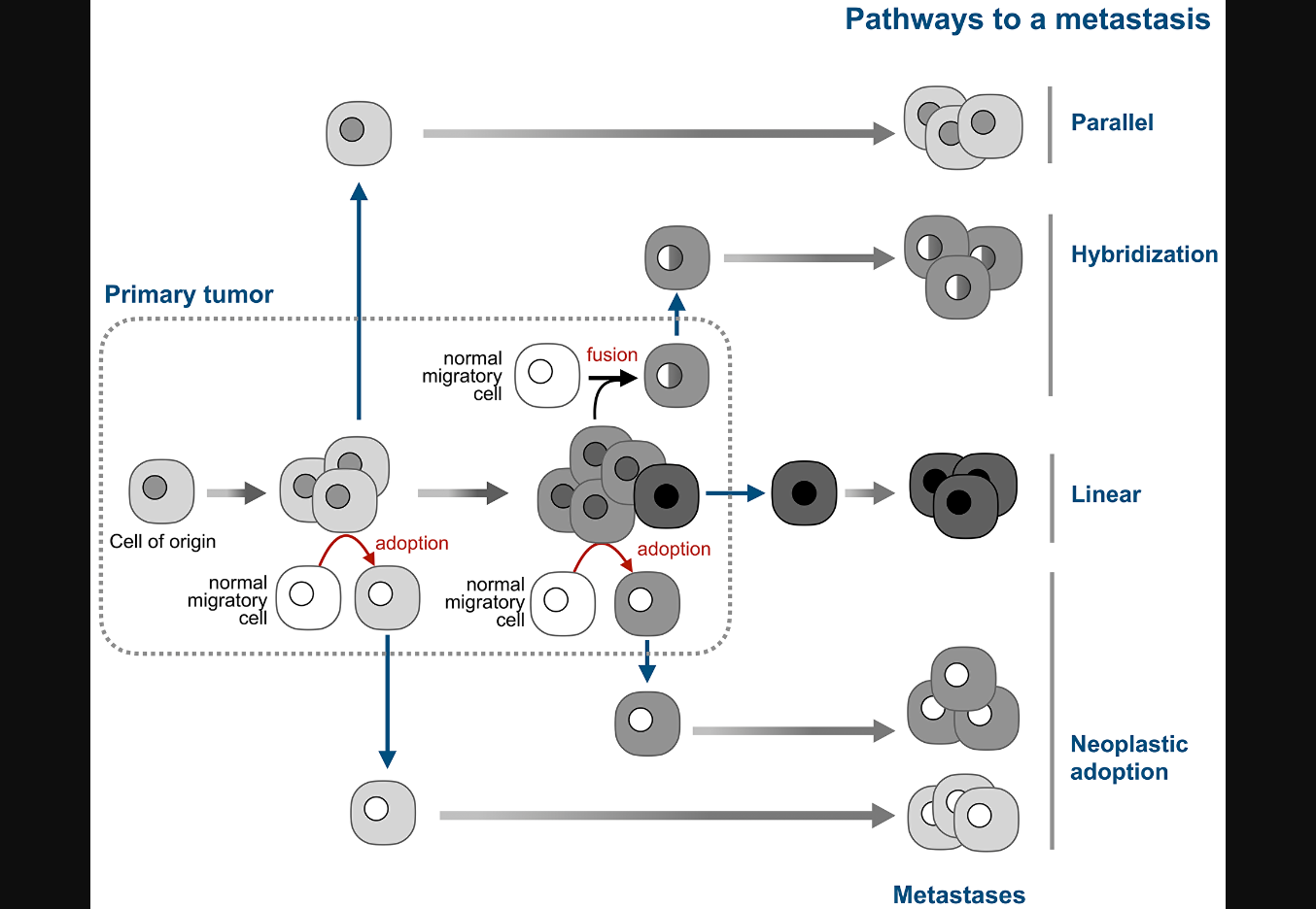 Adopted Neoplastic Cells and the Consequences of Their Existence ...