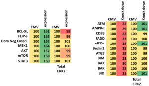Table 8: Control data for transfection efficiency of uveal melanoma cells