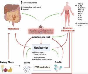 Role of the Gut Barrier in Colorectal Cancer Treatment