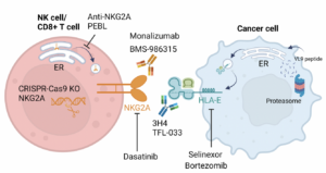 Disrupting NKG2A:HLA-E Interactions for Enhanced Anti-Cancer Immunity