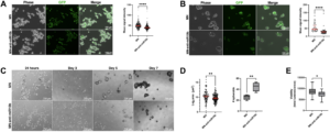 miR-10b Inhibition: A Strategy for Treating Metastatic Breast Cancer