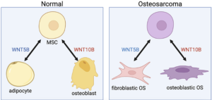 The Targeting of WNT5B and WNT10B in Osteosarcoma