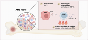 Case for Inflammatory Memory for Hematopoietic Stem and Progenitor Cells in AML Niche