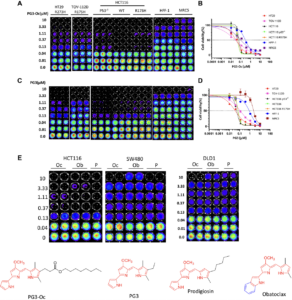 ISR Activation & Apoptosis via HRI Kinase by PG3 and Other p53 Cancer Therapies