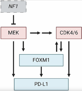 FOXM1 and PD-L1 in CDK4/6-MEK Resistance in Nerve Tumors