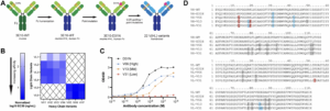 Next-Gen Cell-Penetrating Antibodies for Tumor Targeting and RAD51 Inhibition