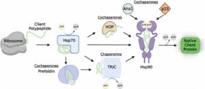 Molecular Chaperones: Guardians of Tumor Suppressor Stability