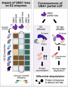 Exploring UBA1 Dysfunction in VEXAS Syndrome and Cancer