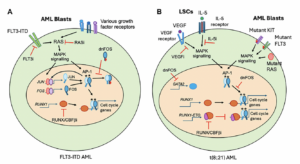 How Blood Cancer Cells Rewire to Evade Drug Treatment