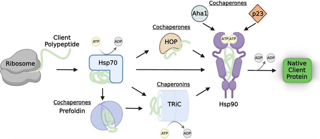 Figure 1: The molecular chaperone network.