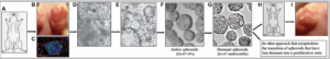 Tumor Dormancy Initiated by Lymphovascular Embolus