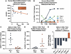 Anti-Correlation Between KLRG1 and PD-1 in Tumor CD8 T Cells