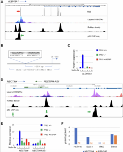 Researchers Identify New p53 Targets to Combat Cancer Growth