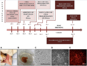 Innovative Biomaterial Accelerates Healing of Chemotherapy-Induced Oral Ulcers in Animal Model