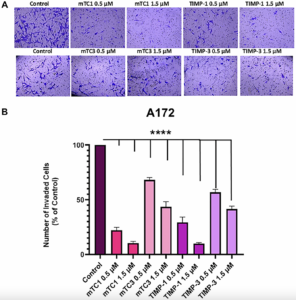 Engineered TIMP Molecules Show Potential to Slow Glioblastoma Brain Cancer Spread